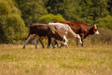cows in a field