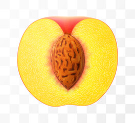 Half of a fresh ripe peach with a stone isolated on transparent background. Concept of healthy food, vegetarian dieting. Realistic 3d vector illustration.