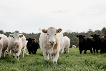 Cattle grazing in a field  © Romy