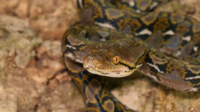 Close-Up of Python with Striking Patterns - Intense Gaze in Natural Habitat