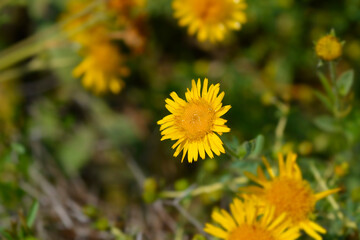 Hairy fleabane floweras