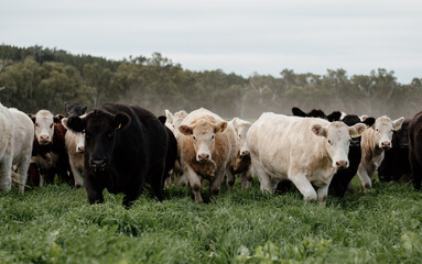 Cattle grazing in a field 