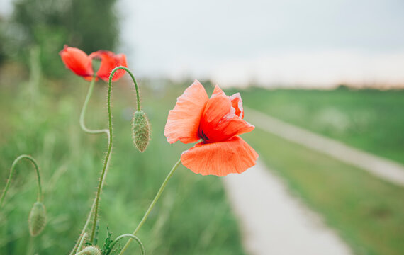 Vibrant red poppies blossoming beside a country path