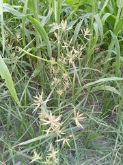 close up of a cactus plant, fern leaves in spring. fern in the forest. fern leaves
