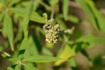 Lilac chaste tree branch with seeds