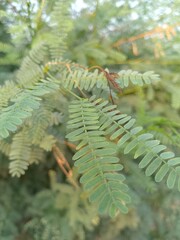 fern leaves in spring. fern in the forest. fern leaves