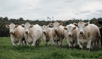 Fototapeta premium Cattle grazing in a field 