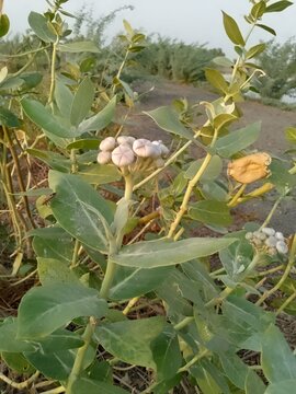 flowers of the apple. wild rose hot. wild rose hip. butterfly on a bush. butterfly on a leaf aak