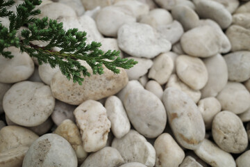 Green treetops and white pebbles Garden