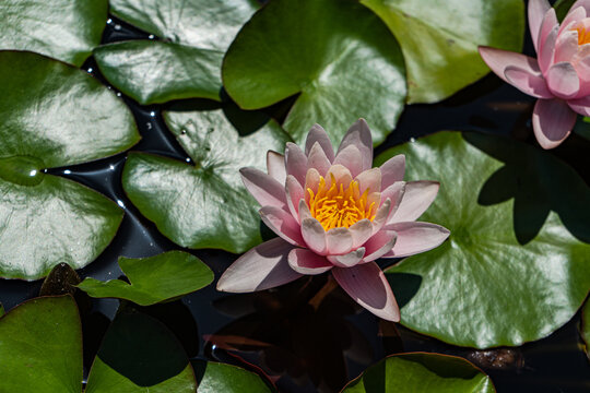 Wild water lilies peacefully floating on tranquil water