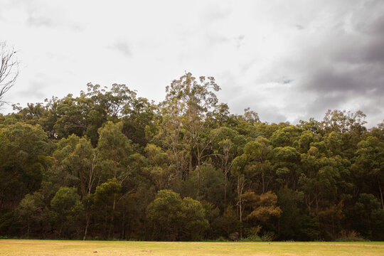 native forest next to a grassy oval in Brisbane