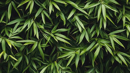 Obraz premium Beautiful Bamboo Wallpaper. 