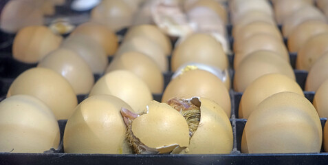 Naissance du poussin © helenedevun