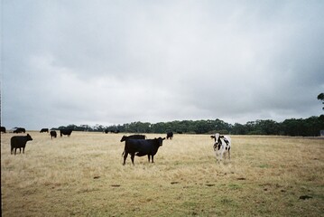 Film photo of Cows in Pasture