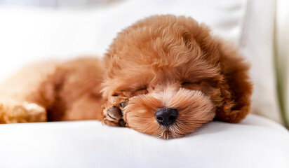 可愛い「子犬」の「寝顔」（トイプードル）