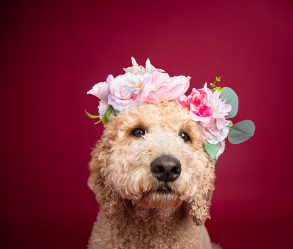 Portrait of a mini goldendoodle dog wearing a floral headdress sitting in front of a red background
