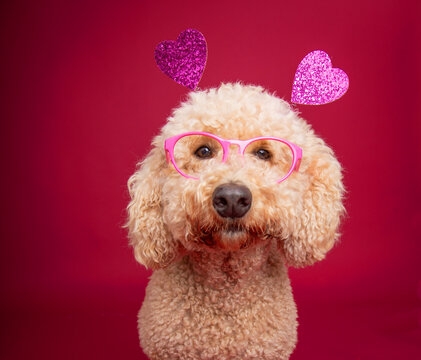 Portrait of a miniature goldendoodle wearing novelty glasses and a headband with hearts