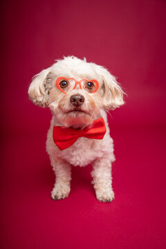 Portrait of a havapoo wearing a red bow tie and spectacles sitting in front of a red background
