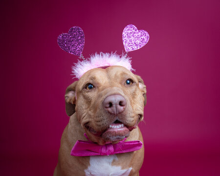 Portrait of a Pit bull terrier wearing a bow tie and a headband with hearts