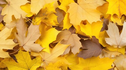 Fototapeta premium A delightful array of vibrant yellow and brown autumn leaves covers the ground, showcasing the beauty of fall in a natural setting. The rich colors create a stunning visual display underfoot