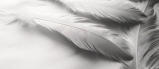 Fototapeta premium black paper and white feathers. with copy space image. Place for adding text or design