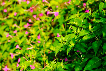 red small flowers in the garden