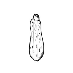 Zucchini, Vegetable, Hand drawn illustration, black pencil drawing, transparent PNG, Menu, cooking, kitchen 