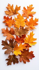 Fototapeta premium A Collection of Vibrant Autumn Leaves in Various Shades of Orange and Brown