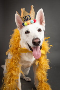 White German Shepherd wearing a golden feather boa, let's party crown and bow tie