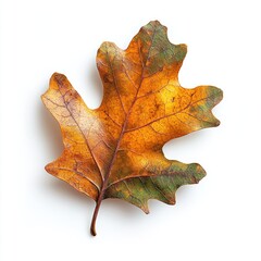 Obraz premium Single Dried Oak Leaf with Green and Yellow Tones