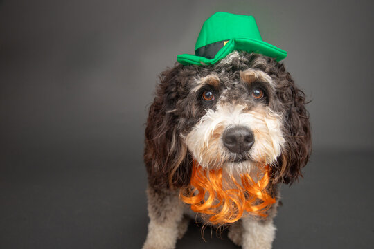 Bernedoodle dressed in a beard and hat as a Leprechaun for St Patrick's Day