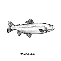 Trout, Fish, isolated, Hand drawn illustration, black pencil drawing, transparent PNG 