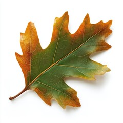 Fototapeta premium A Single Autumn Leaf with Green and Orange Hues