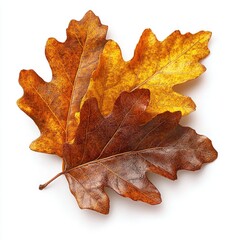 Fototapeta premium Three Autumn Leaves with Intricate Veins