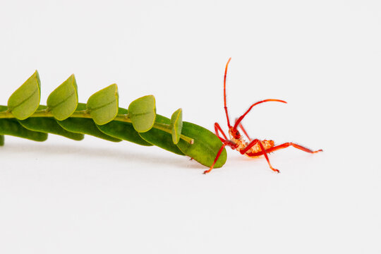 Close-up of a Florida leaf-footed bug (Acanthocephala femorata) and branch in front of a white background