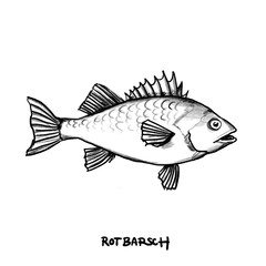 Redfish, perch, Fish, isolated, Hand drawn illustration, black pencil drawing, transparent PNG 