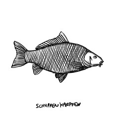 Scaled carp, Fish, isolated, Hand drawn illustration, black pencil drawing, transparent PNG 