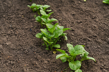 seedlings of potatoes in the field