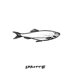 Sprat, Fish, isolated, Hand drawn illustration, black pencil drawing, transparent PNG 