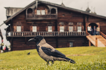the house in the woods