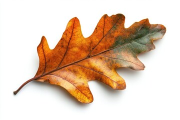 Obraz premium A Single Oak Leaf with Brown and Green Hues