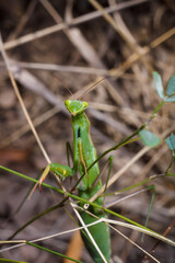 Big green young European mantis or mantis religiosa sitting on branch. Insects and flora. Soft focused macro shot