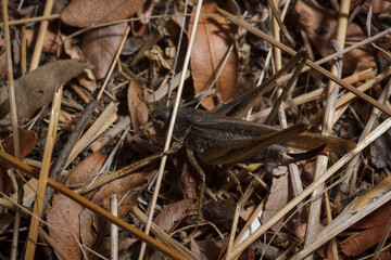 Brown wart-biter Decticus verrucivorus, bush-cricket in family Tettigoniidae stuck in dry straws