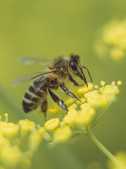 A bee feeding on fennel flowers