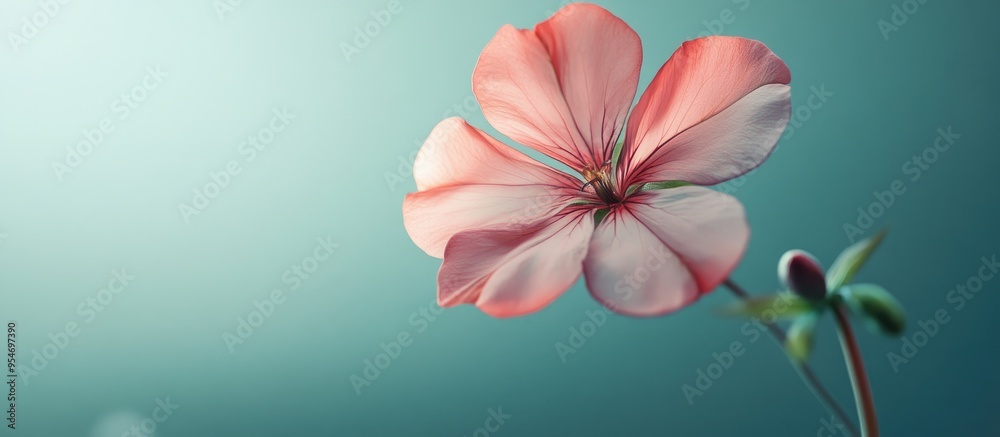 Aufkleber geranium blossom. with copy space image. Place for adding text or design