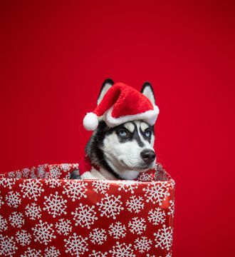 Portrait of a siberian husky wearing a santa hat and scarf sitting in a gift wrapped box at Christmas