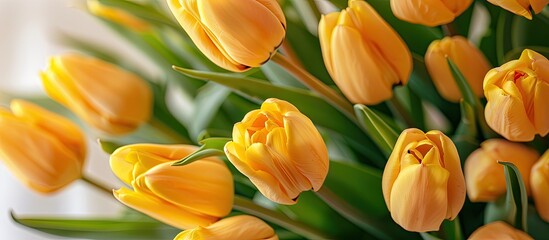 Obraz premium Yellow tulips set against a white background. with copy space image. Place for adding text or design