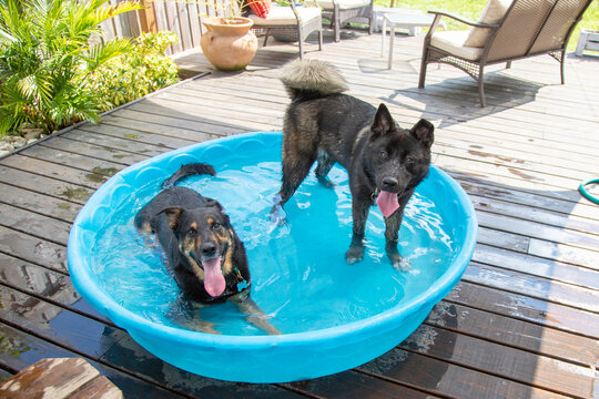 Close-up of a german shepherd and husky mix dogs standing in a paddling pool on a terrace, Florida, USA