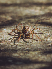 A close-up of a Wolf Spider