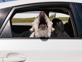 White English labrador retriever sitting in the back of a car barking through an open window